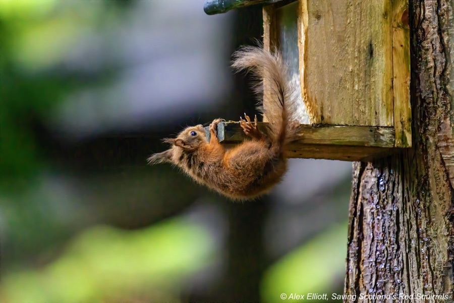 Red squirrel kit learning how to use a feeder